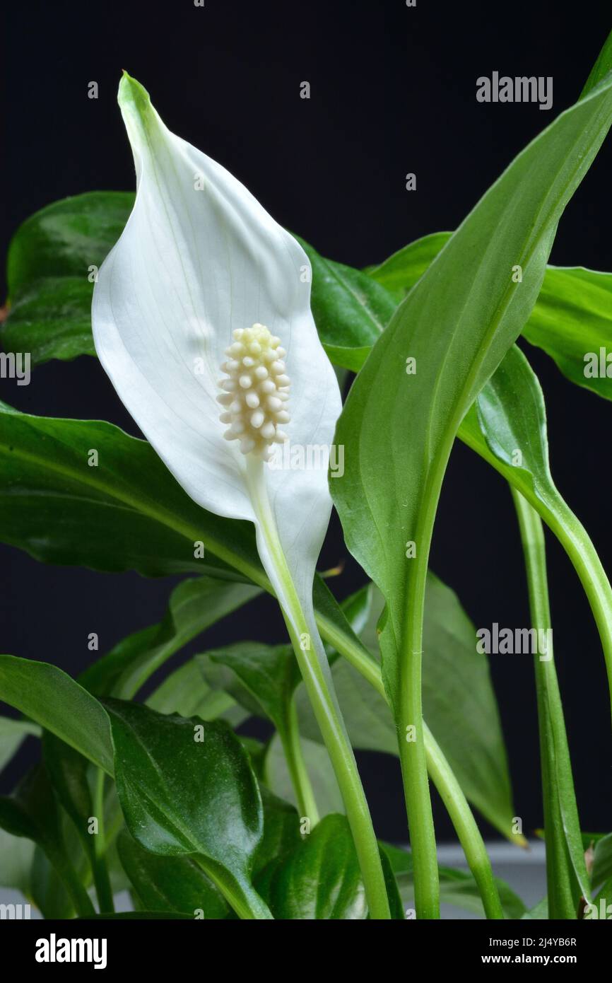 Weiße Blume von Spathiphyllum. Nahaufnahme. Stockfoto