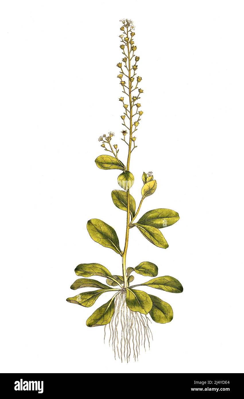 Salz-Bunge, Samolus valerandi / Samolus valerandi ist eine blühende Pflanze aus der Primulaceae-Familie. Zu den gebräuchlichen Namen gehören Seaside-Brookweed, Brookweed,[4] Dünnblatt-Brookweed, Wasserkohl und Wasserrose, Historisch, Historische, digital verbesserte Reproduktion eines Originals aus dem 19.. Jahrhundert / digital restaurierte Reproduktion einer Originalvorlage aus dem 19. Jahrhundert, das Originaldatum ist nicht bekannt Stockfoto