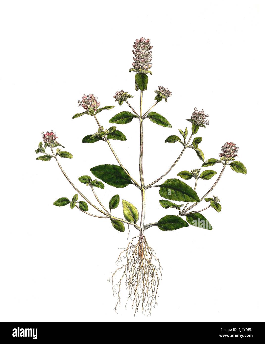 Kleine Braunelle, auch Gemeine Braunelle oder Gewöhnliche Braunelle