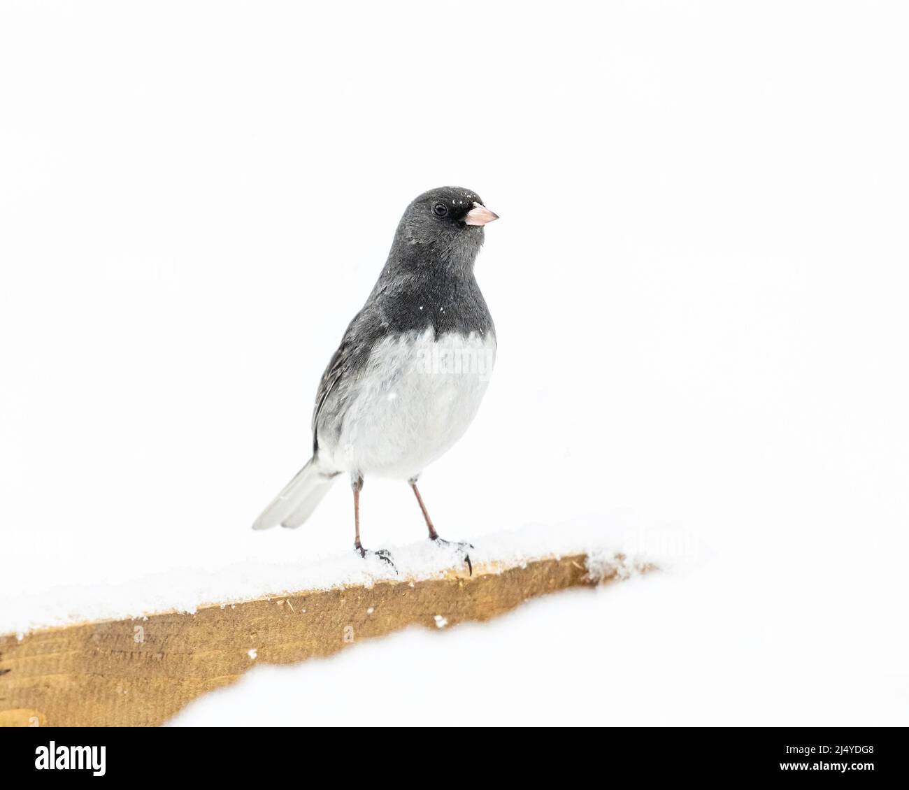 Dunkeläugiger Junco (Junco hyemalis) im Schnee, Winnipeg, Manitoba, Kanada. Stockfoto