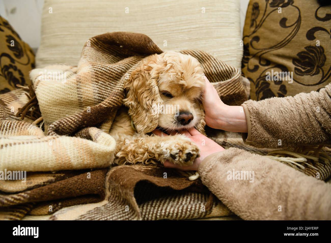 Ein amerikanischer Cocker Spaniel liegt auf einer in eine Decke gehüllten  Couch. Hund leckt weibliche Hände Stockfotografie - Alamy
