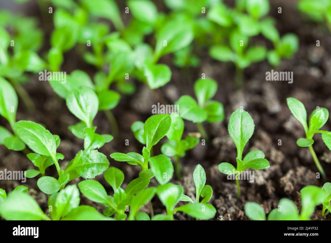 Kleine grüne Pflanzenkeimlinge wachsen in dunklem Boden, Nahaufnahme Stockfoto