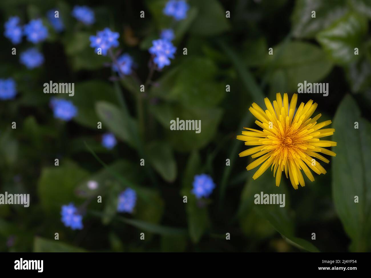 Gemeiner Löwinenknoten Taraxacum officinale mit Vergissmeinnicht-Blüten im Hintergrund, in Blüte in einem Nord-Norfolk-Garten. Stockfoto