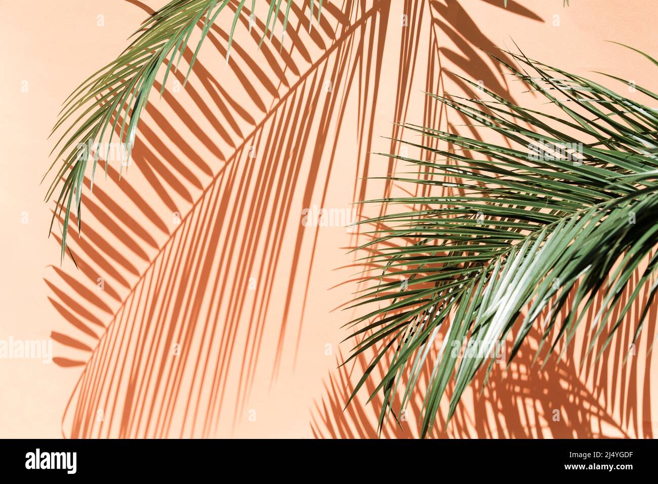 Palmblätter auf rosa Hintergrund auf hellem Licht Stockfoto