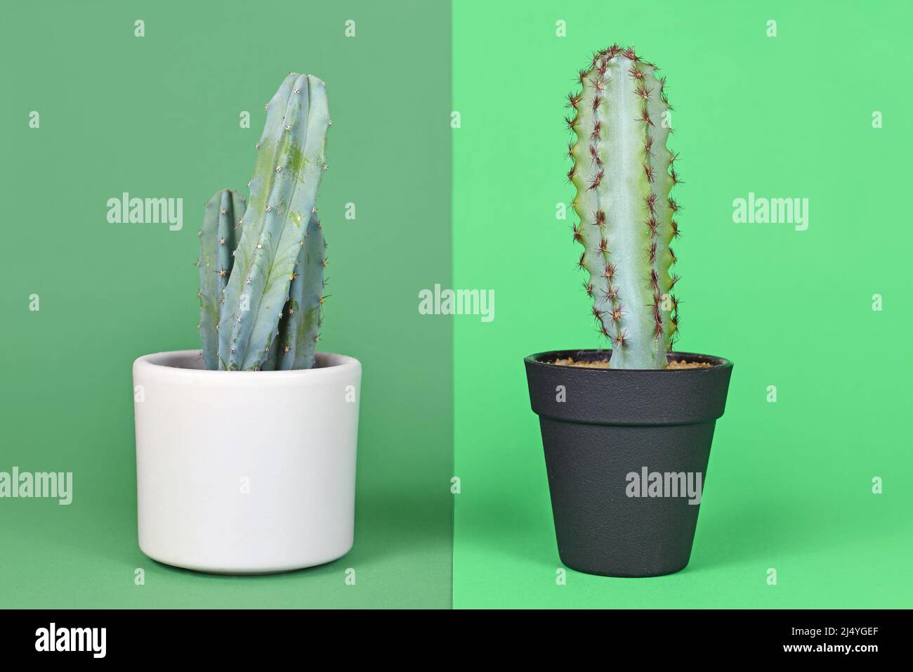 Vergleich zwischen realer und gefälschter Pflanze. Eingetopfter natürlicher Myrtillocactus Kaktus neben einer Kunststoffpflanze Stockfoto