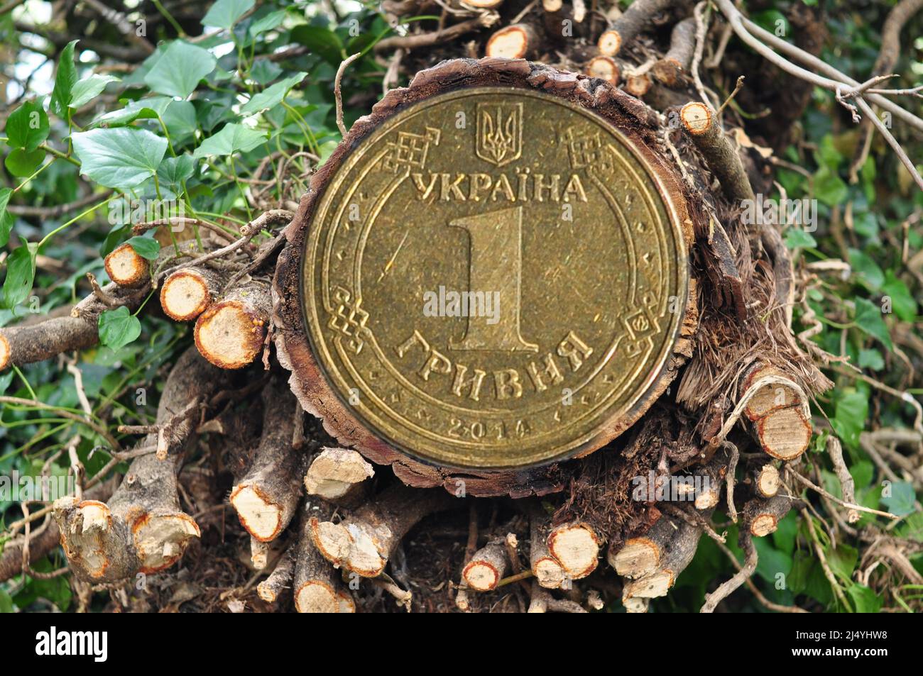 Waldstamm auf einem Hintergrund von grünen Zweigen mit ukrainischer Münze. Übersetzung aus dem Ukrainischen :eine Griwna, Ukraine Stockfoto