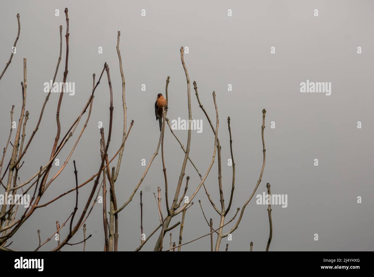 Ein männlicher Buchfink (Fringilla coelebs) thronte hoch in einem Baum Stockfoto
