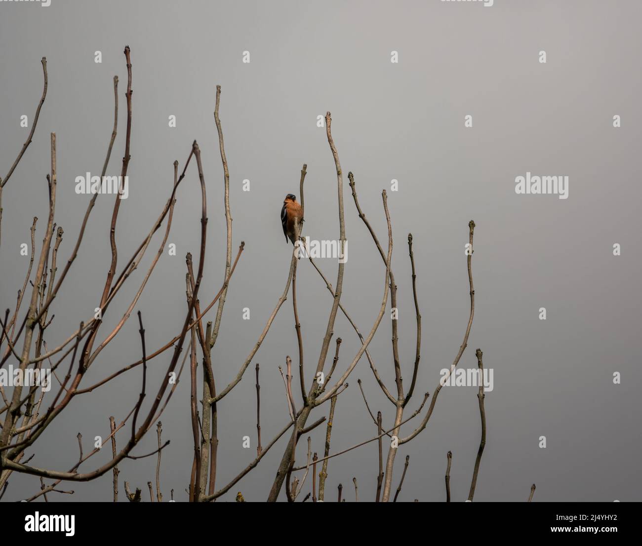 Ein männlicher Buchfink (Fringilla coelebs) thronte hoch in einem Baum Stockfoto