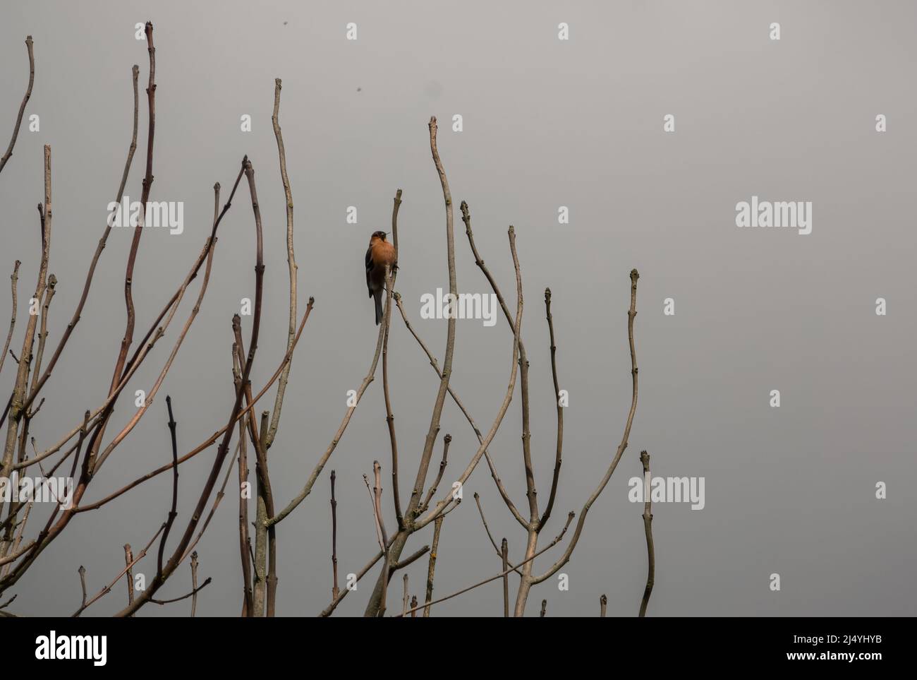 Ein männlicher Buchfink (Fringilla coelebs) thronte hoch in einem Baum Stockfoto
