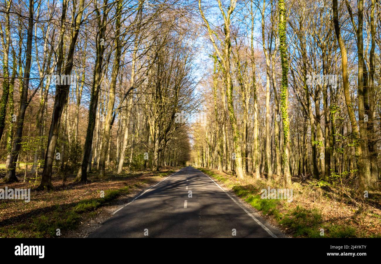 Eine gerade Landstraße führt im Frühjahr durch einen Buchenwald in West Sussex, Großbritannien Stockfoto