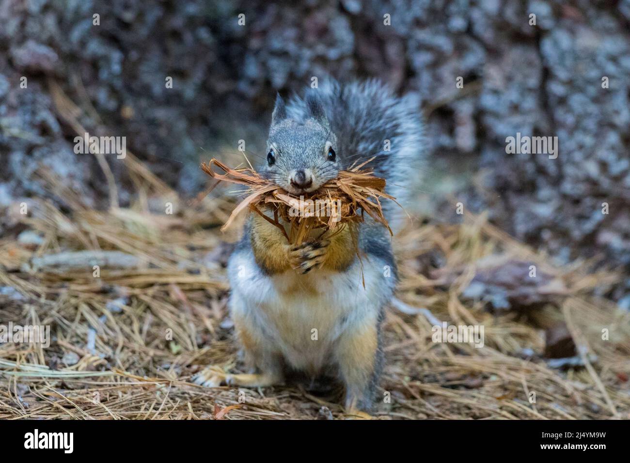 Douglas-Eichhörnchen, Tamiasciurus douglasii in Calaveras große Bäume Stockfoto