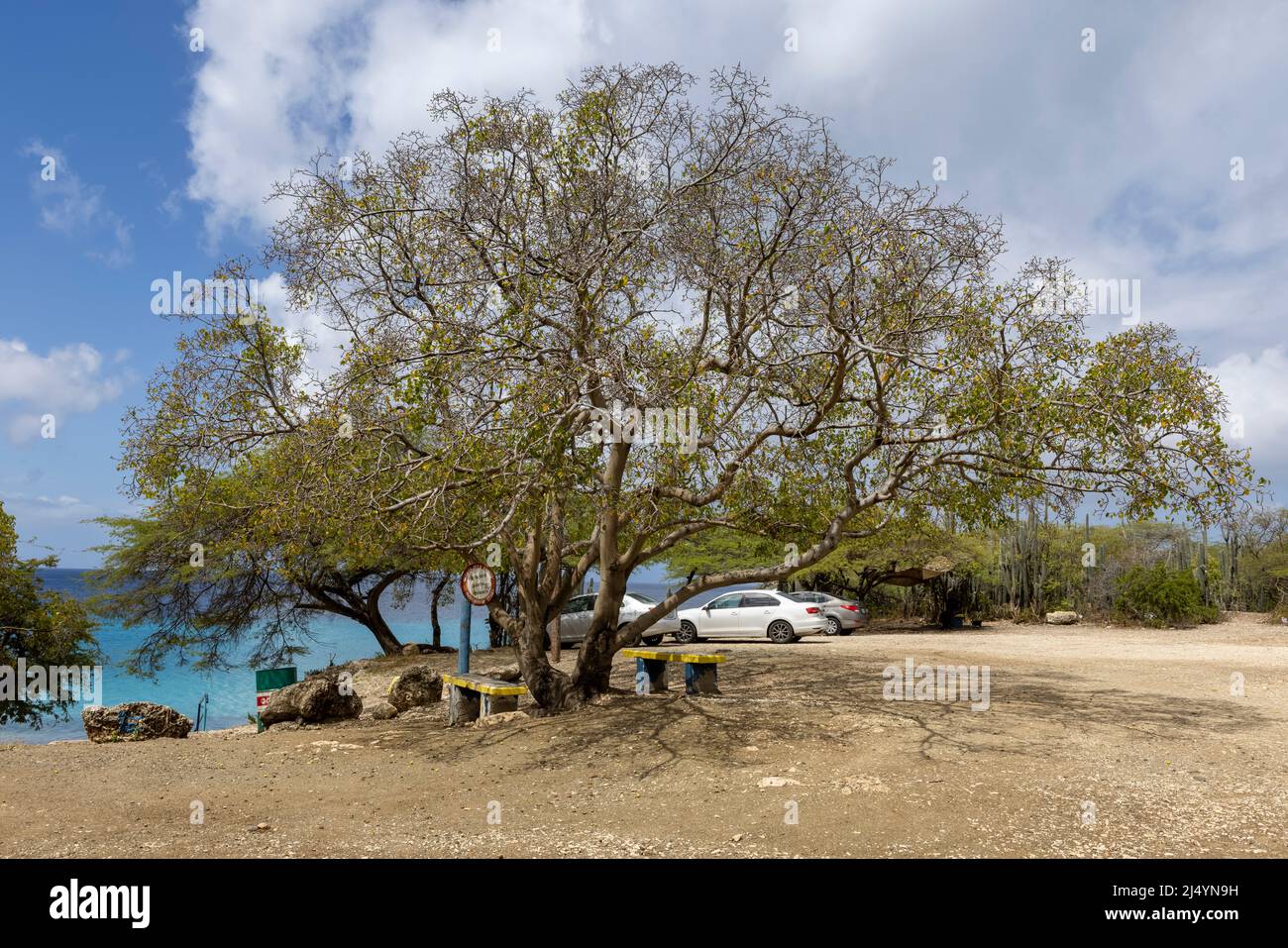 Giftiger Manchineelbaum auf dem Parkplatz von Playa Jeremi auf der Karibikinsel Curacao Stockfoto