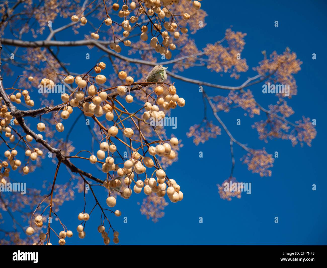 Chinaberry-Baum oder melia azedarach-Früchte hängen im Frühjahr am Baum Stockfoto