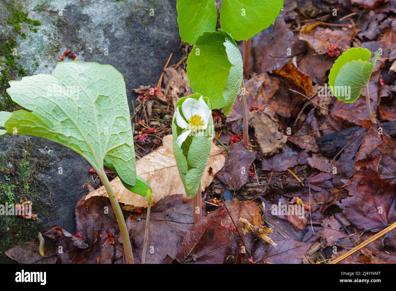 Bloodroot - Sanguinaria canadensis - während der Frühlingsmonate in einem Neuengland-Wald. Stockfoto