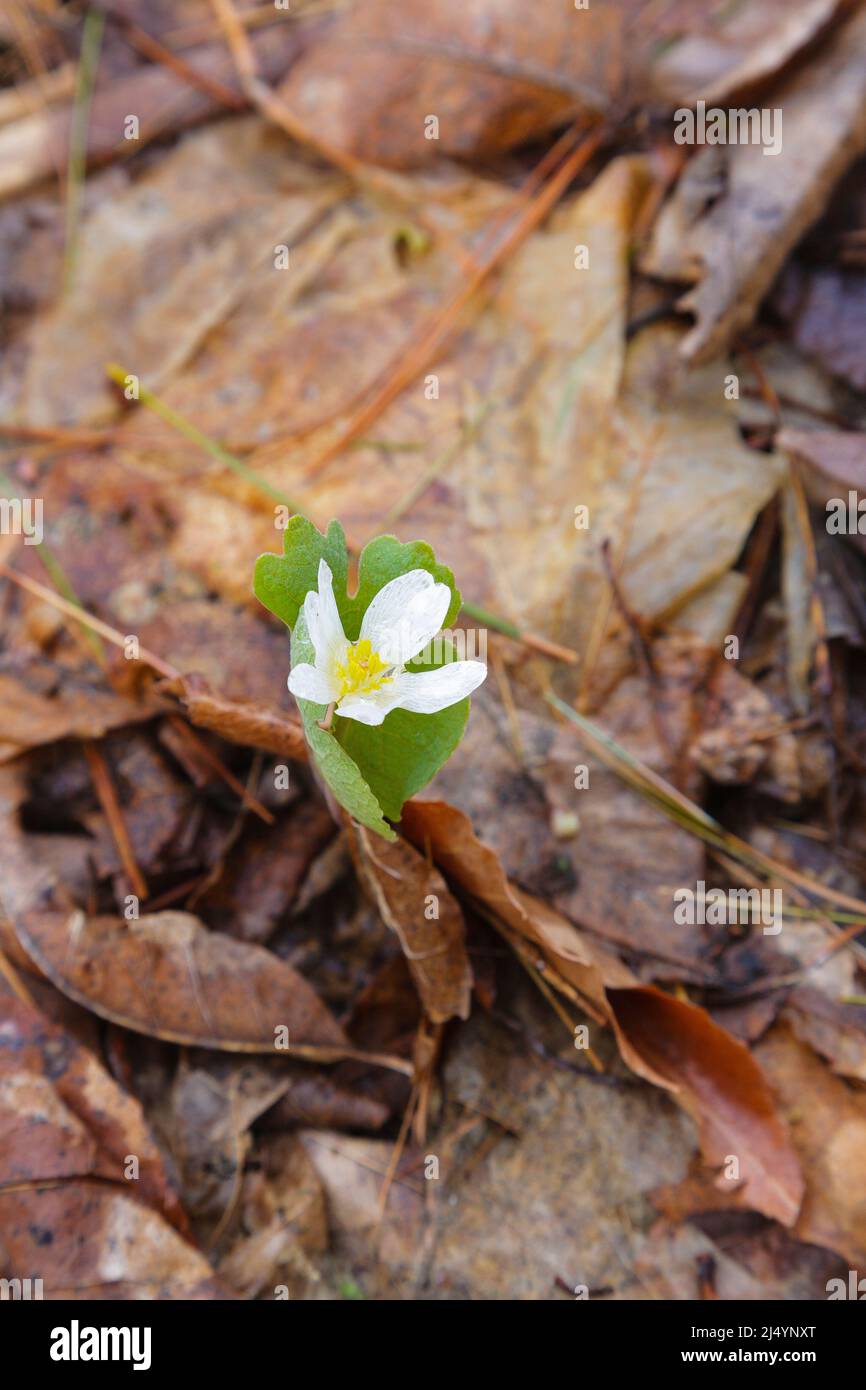 Bloodroot - Sanguinaria canadensis - während der Frühlingsmonate in einem Neuengland-Wald. Stockfoto