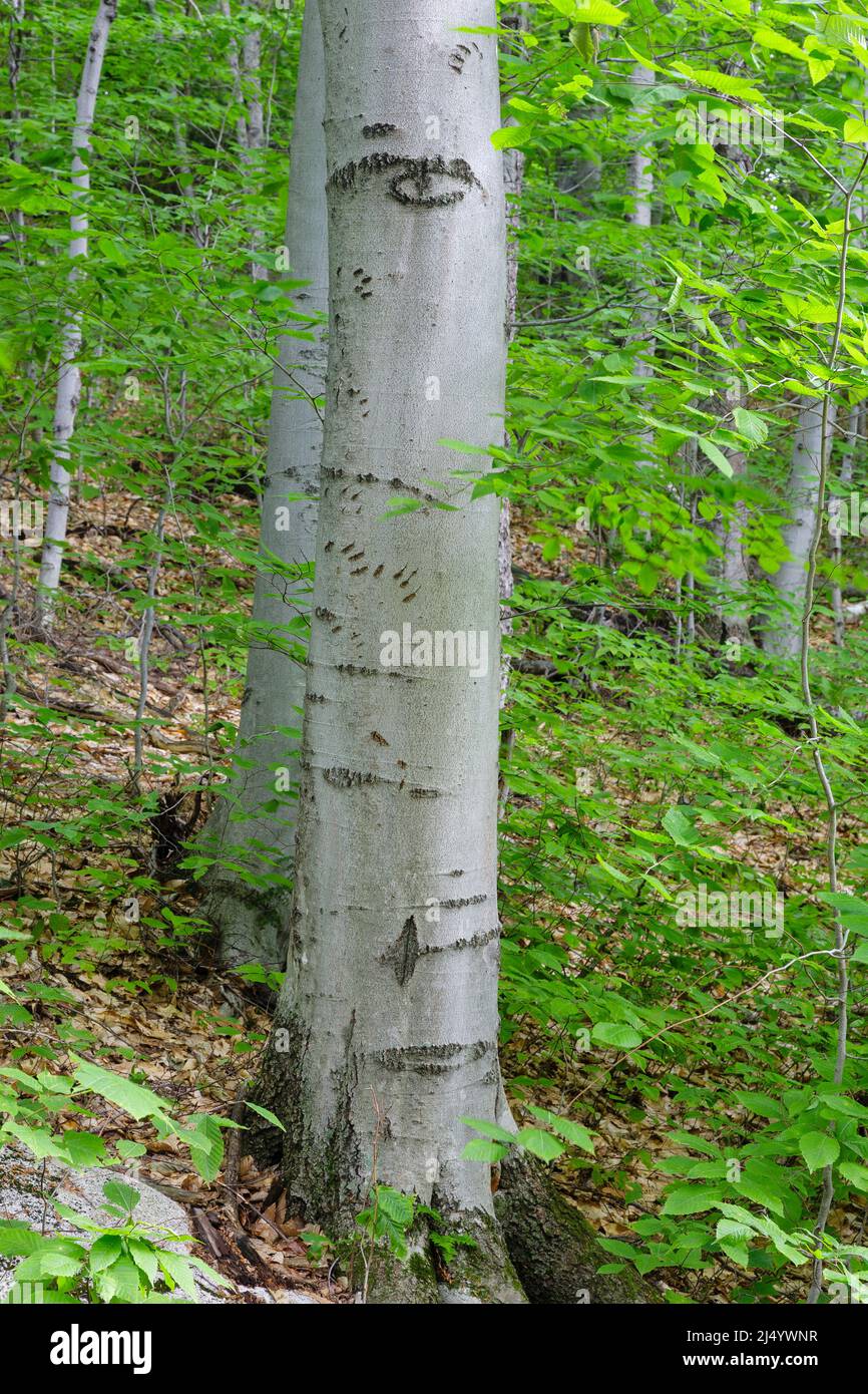 Bartlett Experimental Forest - Bärenklauenmarkierungen in einer Buche (fagus grandifolia) in Bartlett, New Hampshire während der Sommermonate. Stockfoto