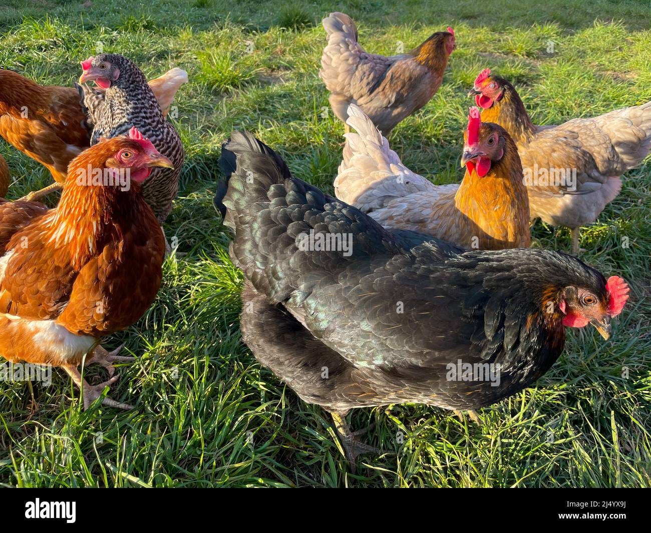 Glückliche Hühner auf üppigem Gras. Artgerechte Tierhaltung. Stockfoto