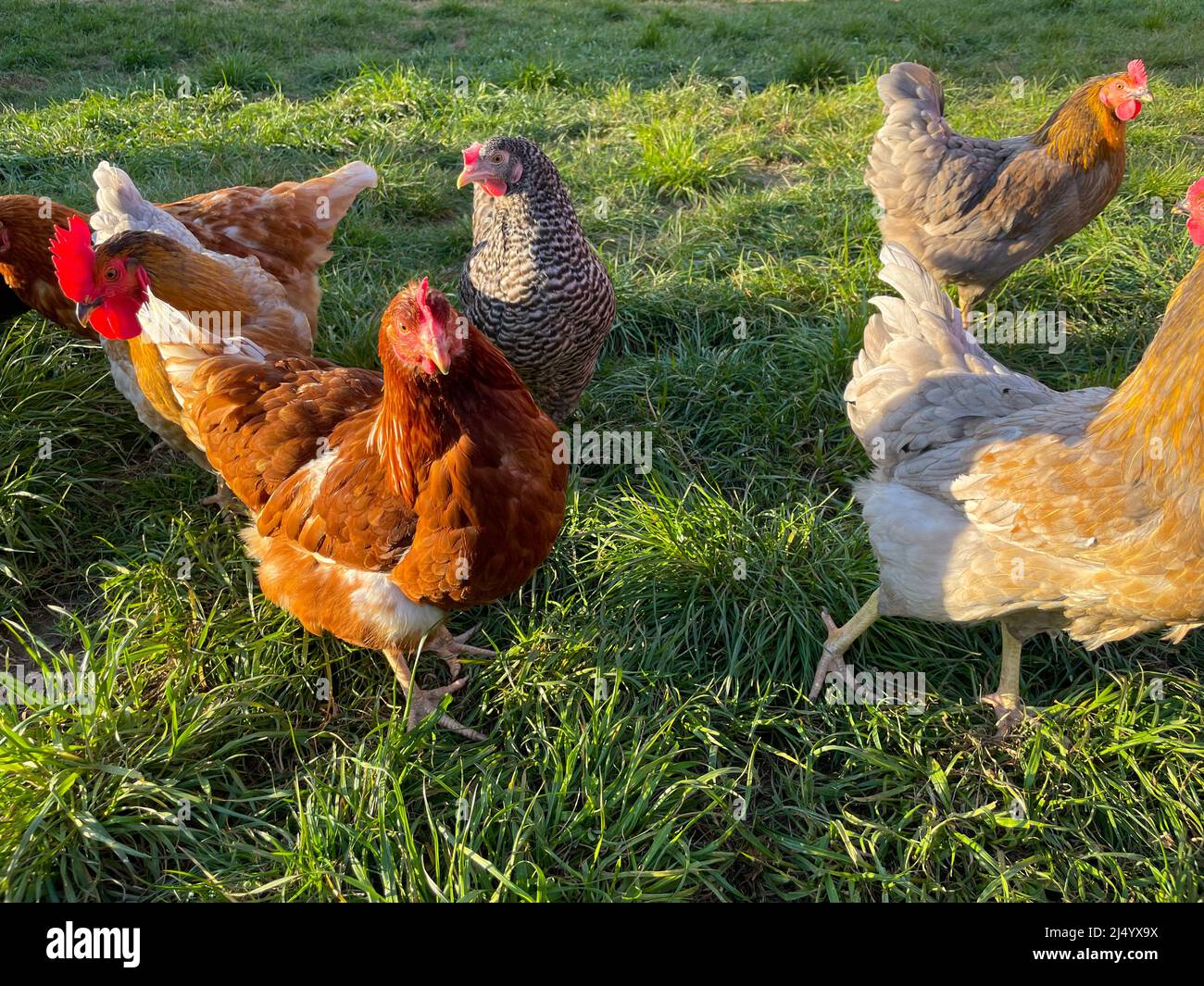 Glückliche Hühner auf üppigem Gras. Artgerechte Tierhaltung. Stockfoto