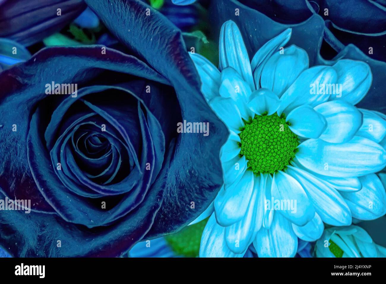 Farbenfrohe Ansicht von Blumen in einem Blumenstrauß Stockfoto