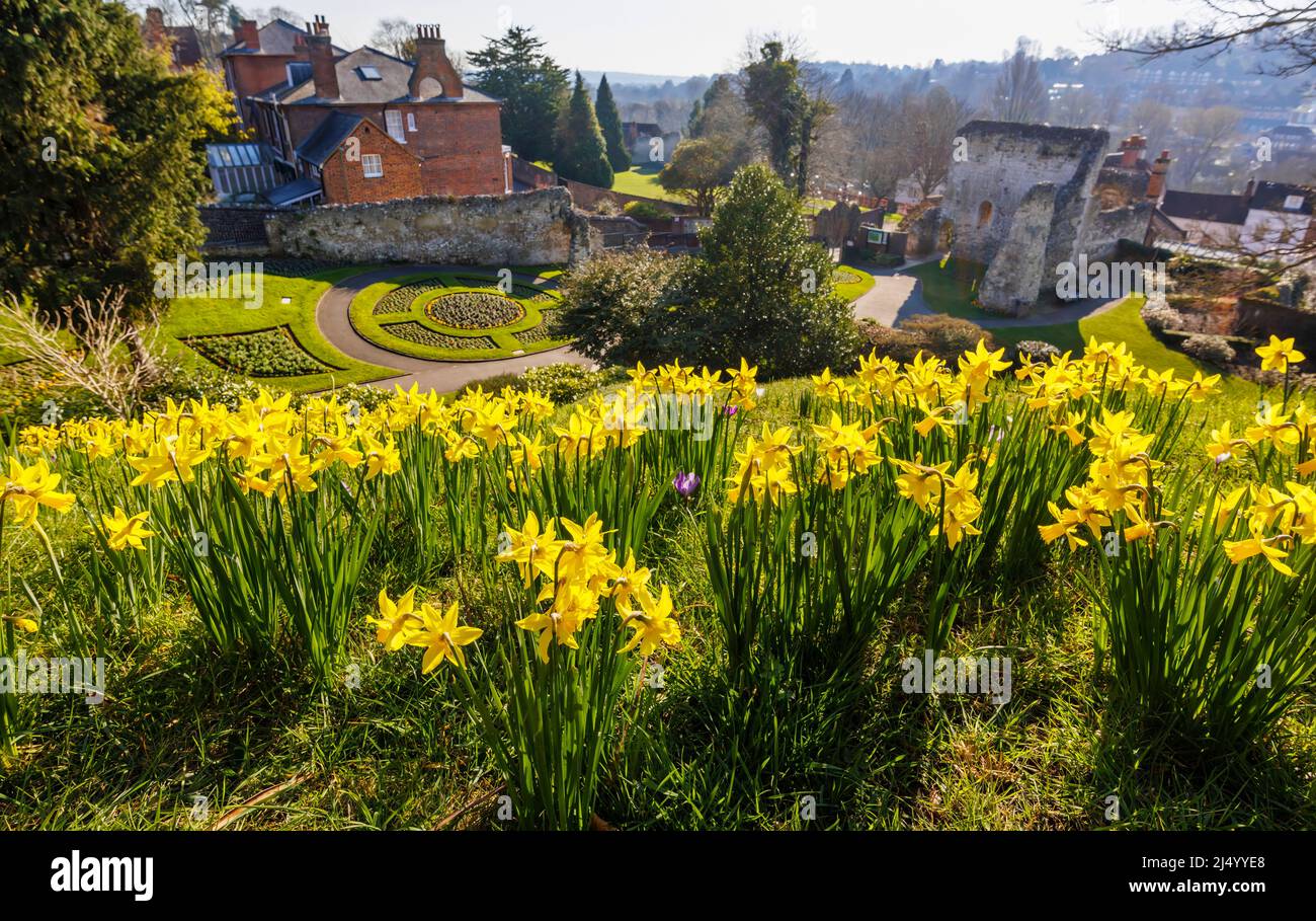 Früh blühende Narzisse 'February Gold' blüht im frühen Frühjahr auf dem Gelände von Guildford Castle, Guildford, Surrey, Südostengland Stockfoto