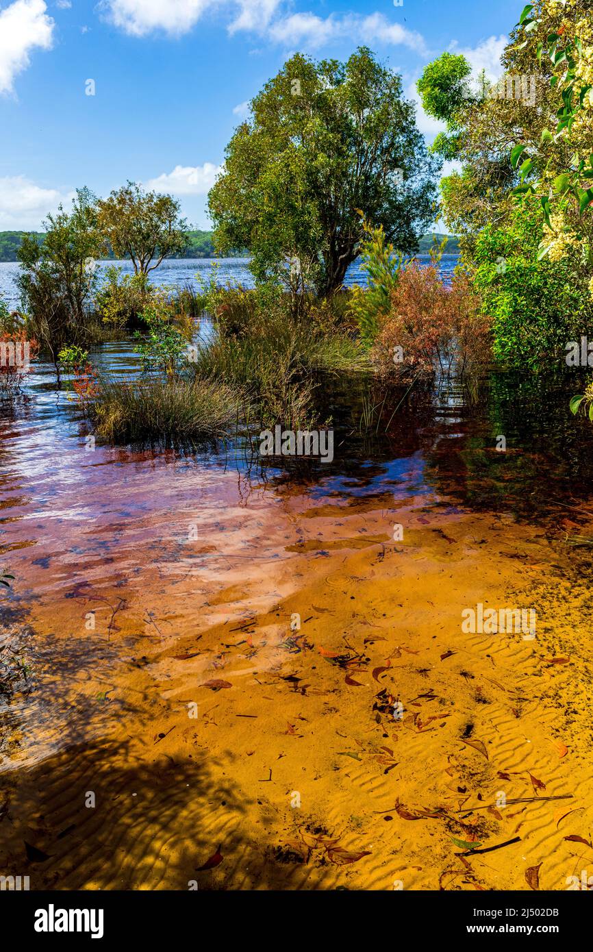 Lake Boomanjin ist ein großer See auf Fraser Island mit teefarbenem Wasser. Stockfoto