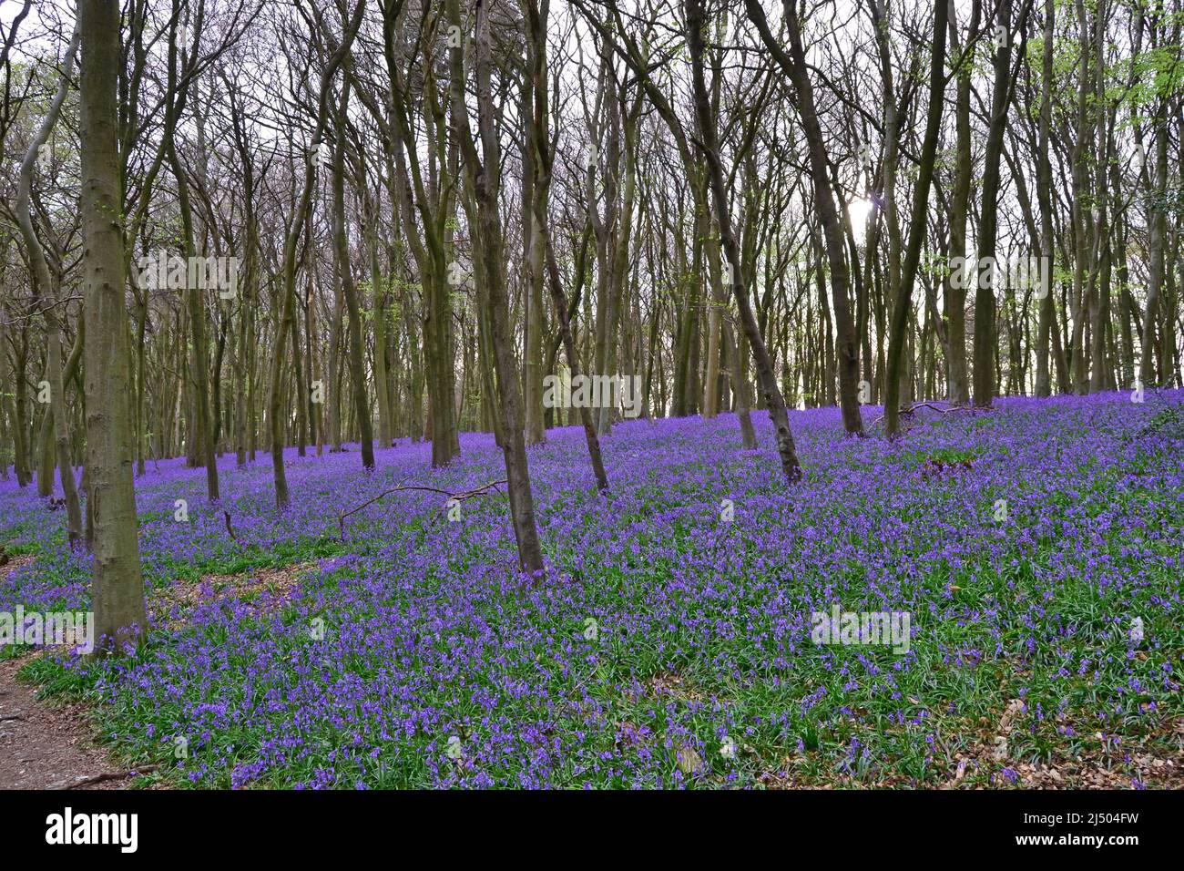 Meenfield Woods in Shoreham Woods, Darent Valley, Kent. Spektakuläre Bluebells in den Buchenwäldern von North Downs im April in der Nähe von Bromley/Orpington. Stockfoto