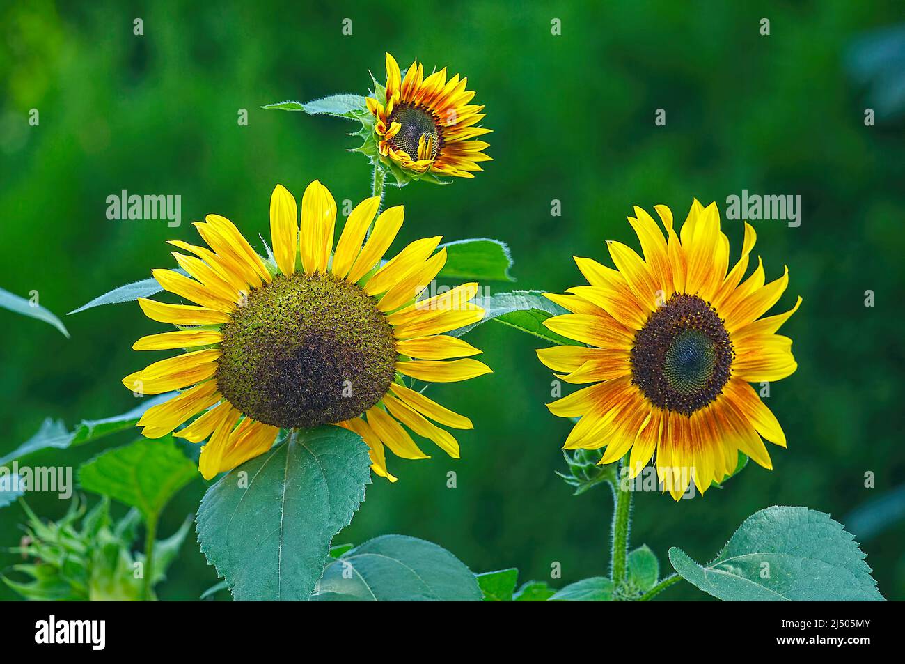 Gewöhnliche Sonnenblumen (Helianthus). Stockfoto
