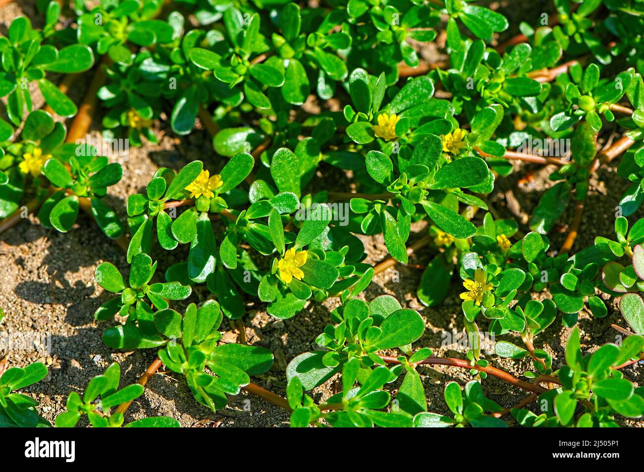 Gemeiner portulak portulaca oleracea Fotos und Bildmaterial in hoher