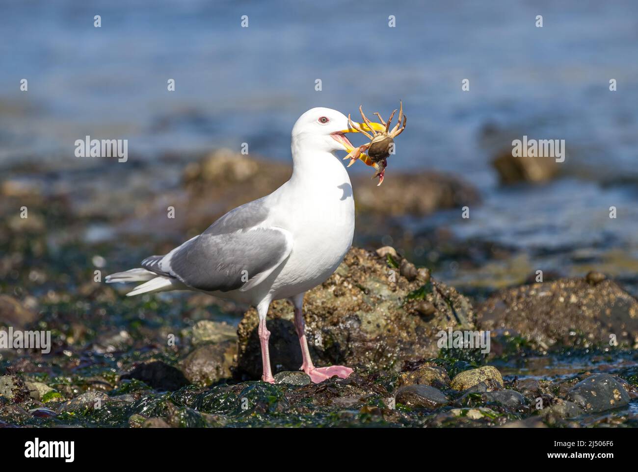 Eine Glucous-geflügelte Möwe ' Larus glaucescens ' fängt eine Krabbe zum Abendessen. Stockfoto