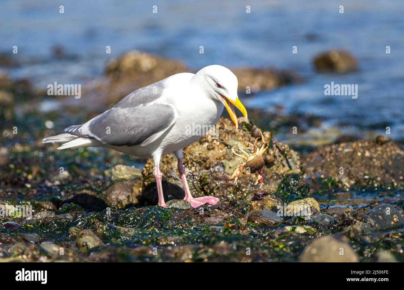 Eine Glucous-geflügelte Möwe ' Larus glaucescens ' fängt eine Krabbe zum Abendessen. Stockfoto