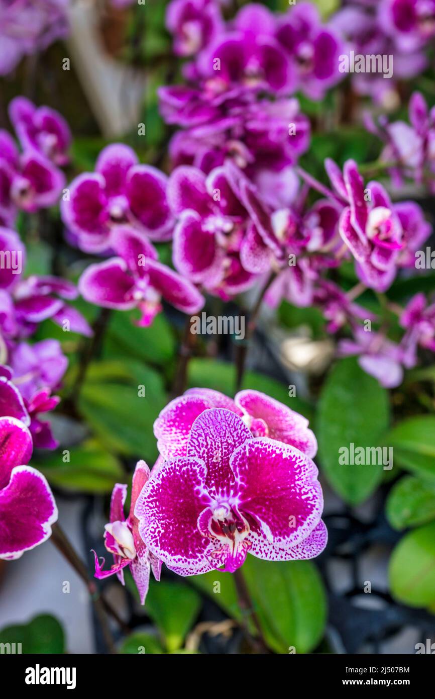 Orchideen, die während des thailändischen Neujahrsfestes im Wat Budharangsi in der Redland-Gegend von Miami-Dade County, Florida, verkauft werden. Stockfoto