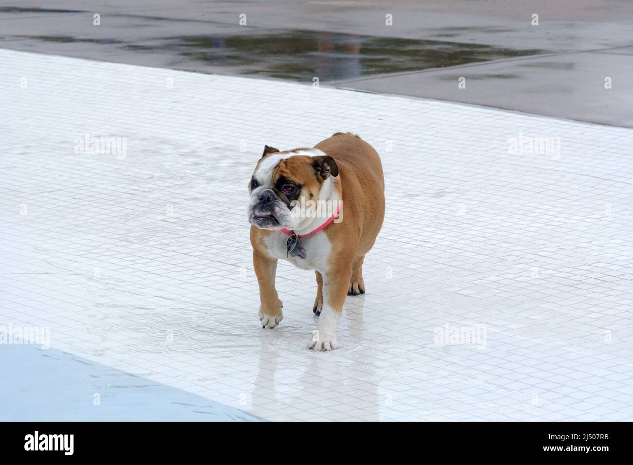 Bulldog, der während der Poolparty zum Rand des Schwimmbades auf weißen Fliesen läuft Stockfoto
