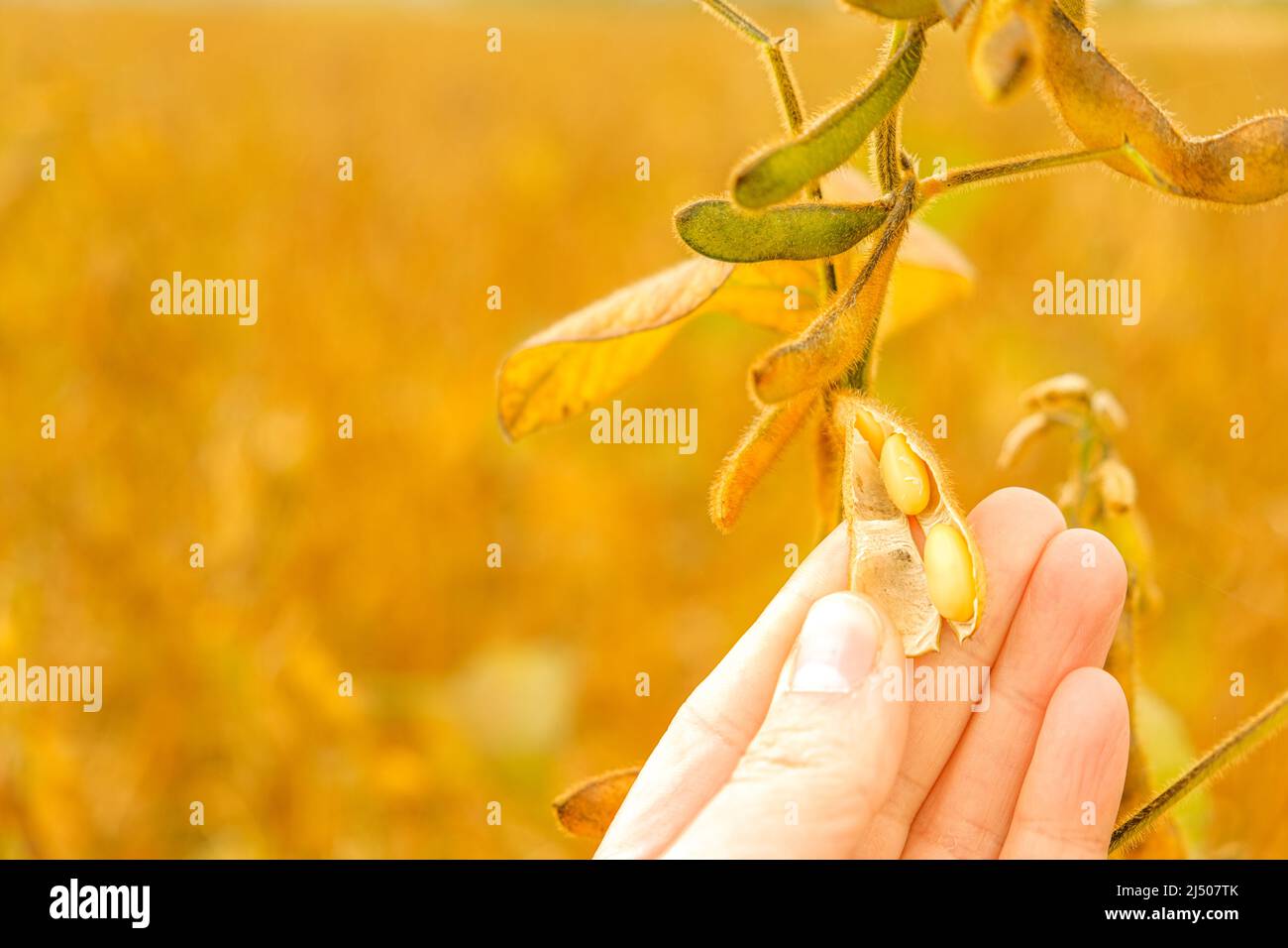 Soja. Hülsen von reifen Sojabohnen in einer weiblichen Hand.Feld von reifen Sojabohnen.der Landwirt überprüft die Sojabohnen auf Reife.Sojabohnen Ernte. Stockfoto