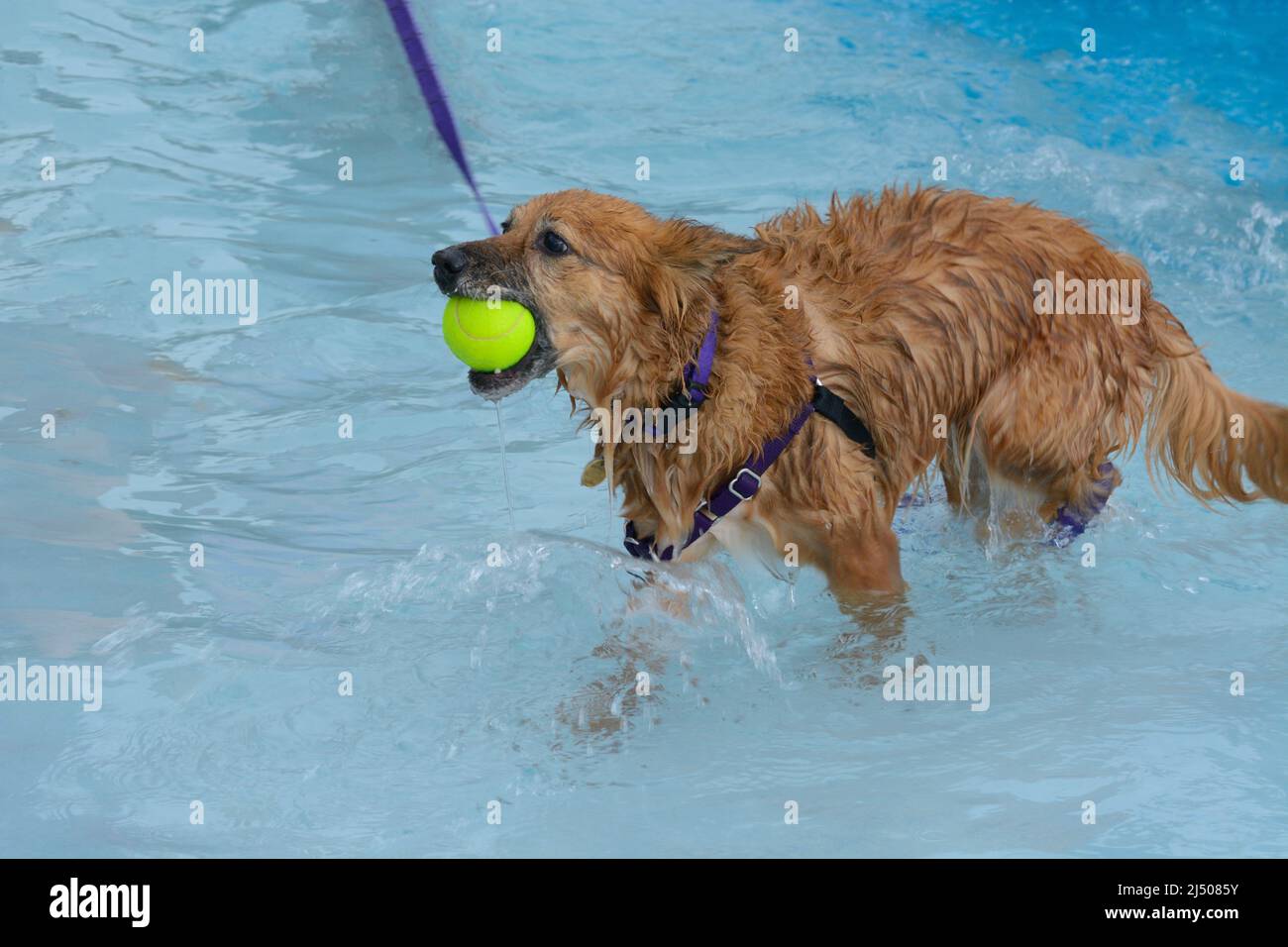 Gemischter brauner Hund mit Tennis im Mund im Schwimmbad gehalten Stockfoto