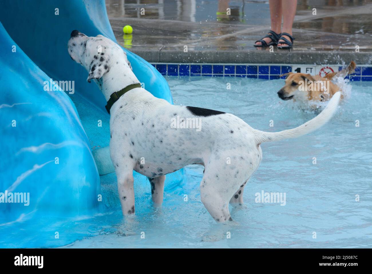 Neugieriger englischer Zeigerhund im Schwimmbad, der während der Poolparty auf die Rutsche schaute Stockfoto