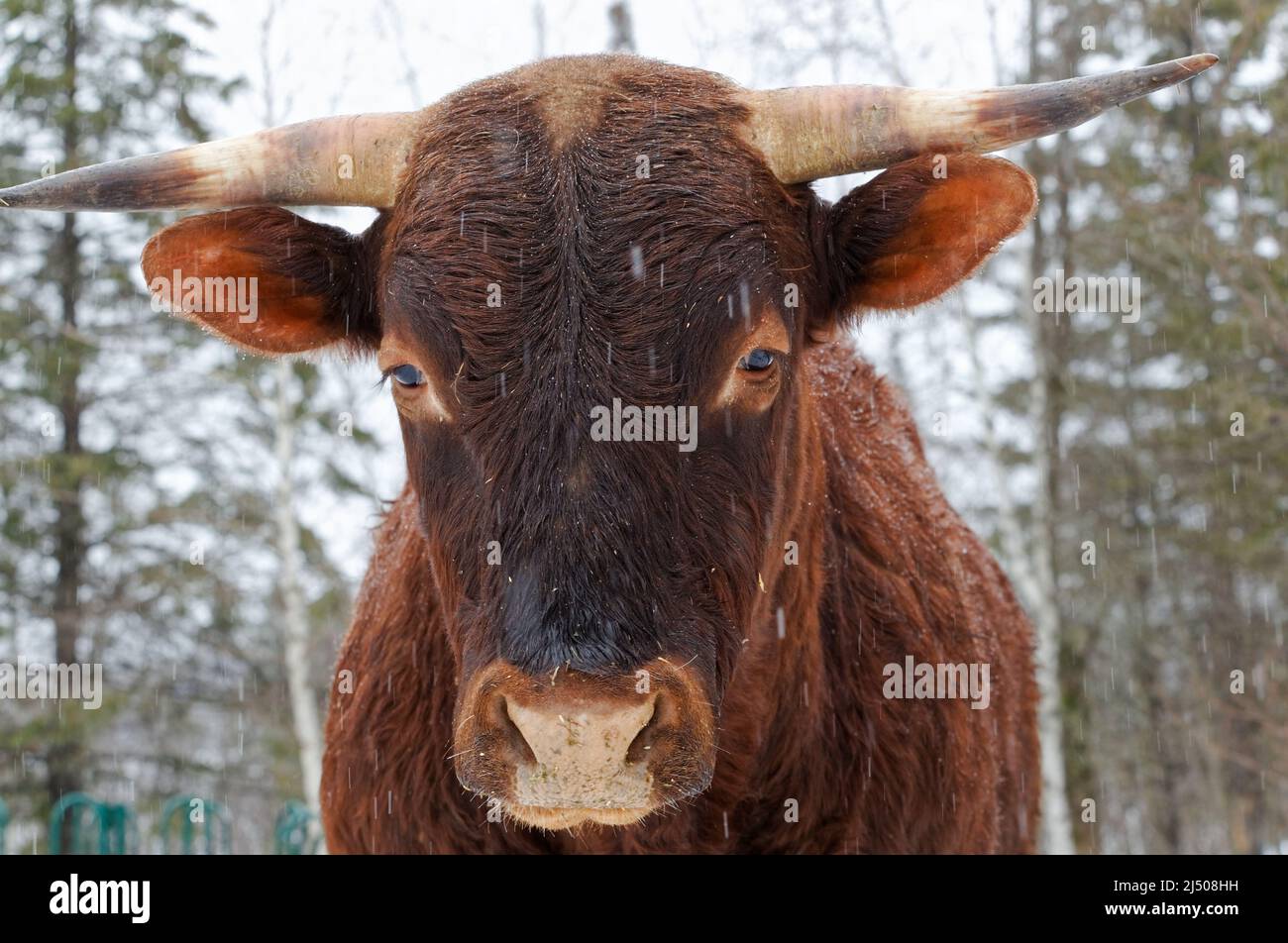 Rindfleisch, das draußen im Schnee steht. Quebec, Kanada Stockfoto