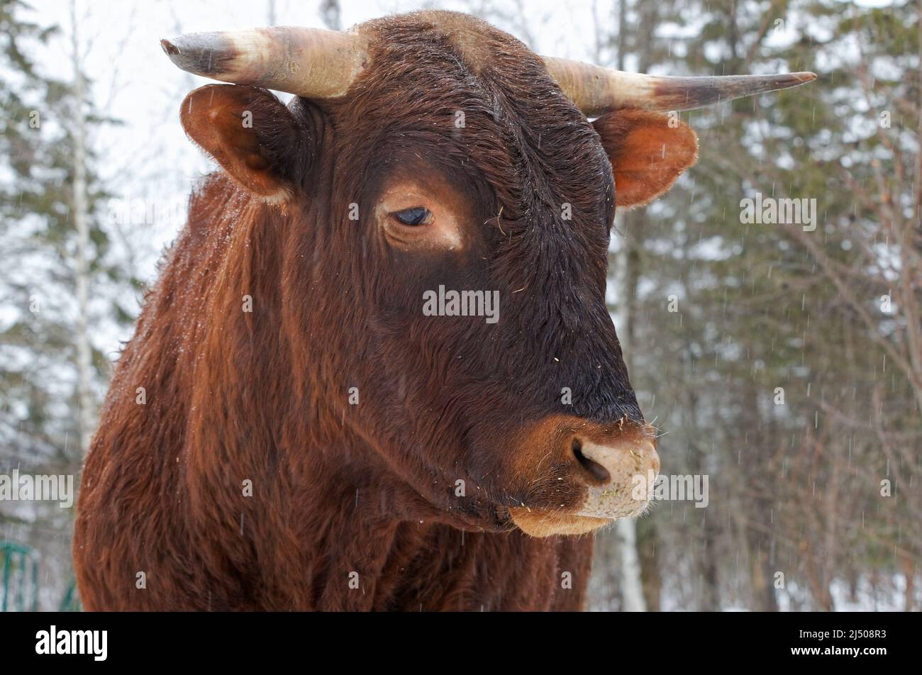 Rindfleisch, das draußen im Schnee steht. Quebec, Kanada Stockfoto