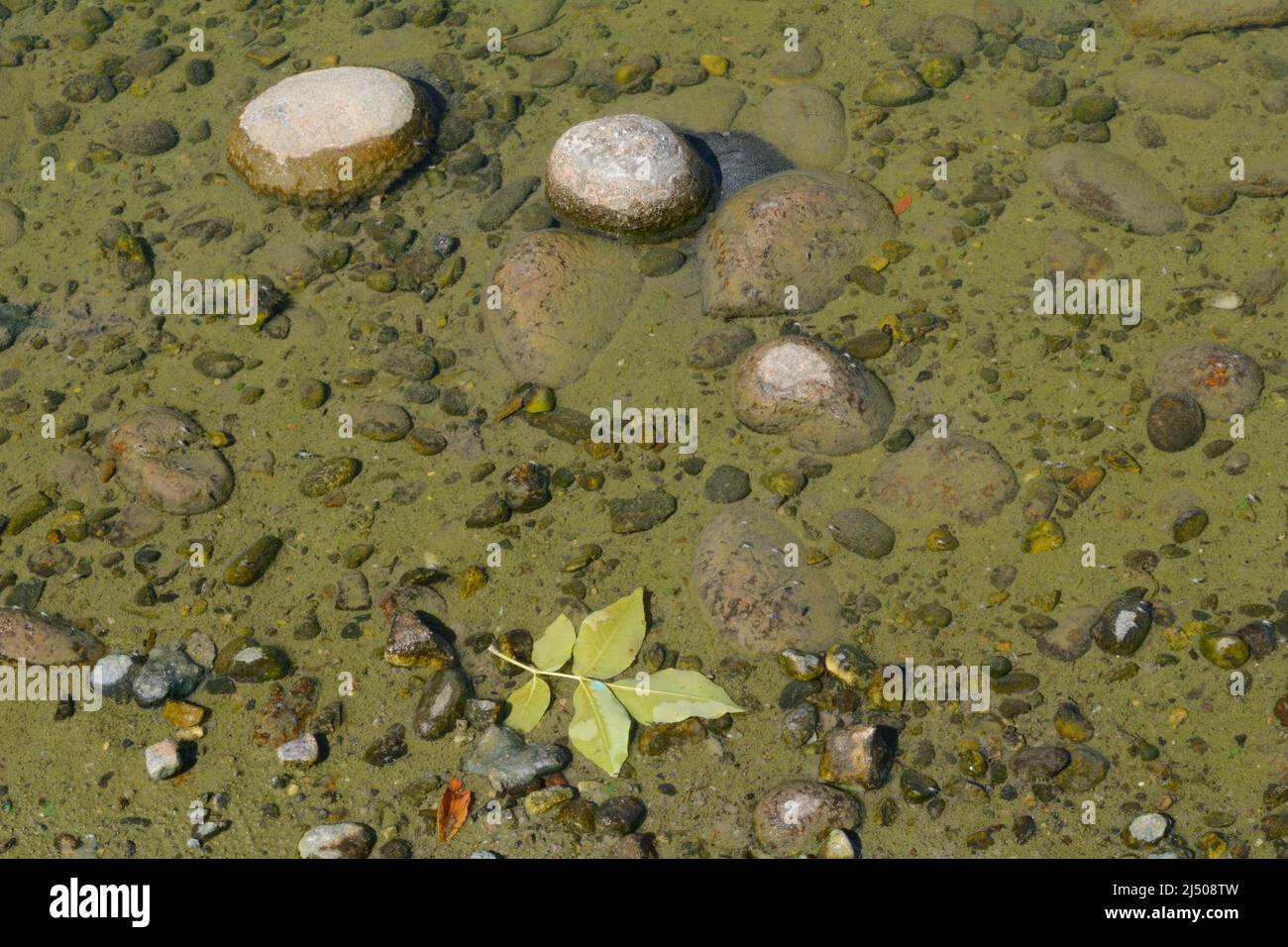 Boden des Sees in der Nähe des Wasserrandes mit untergetauchten Steinen und schwimmenden Blättern Stockfoto
