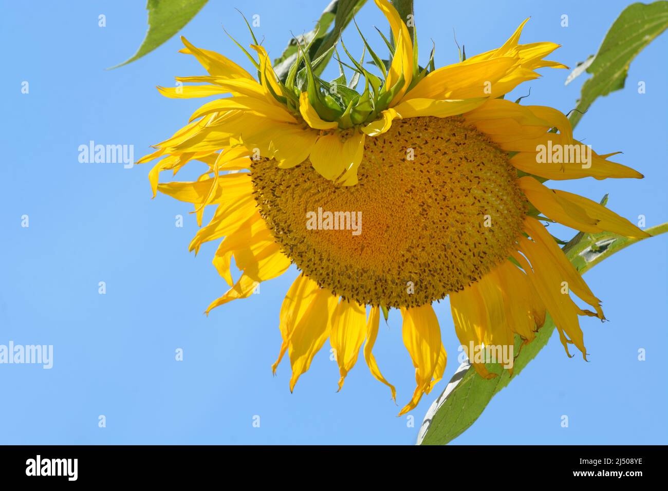 Junge große Sonnenblume gegen blauen Himmel Stockfoto