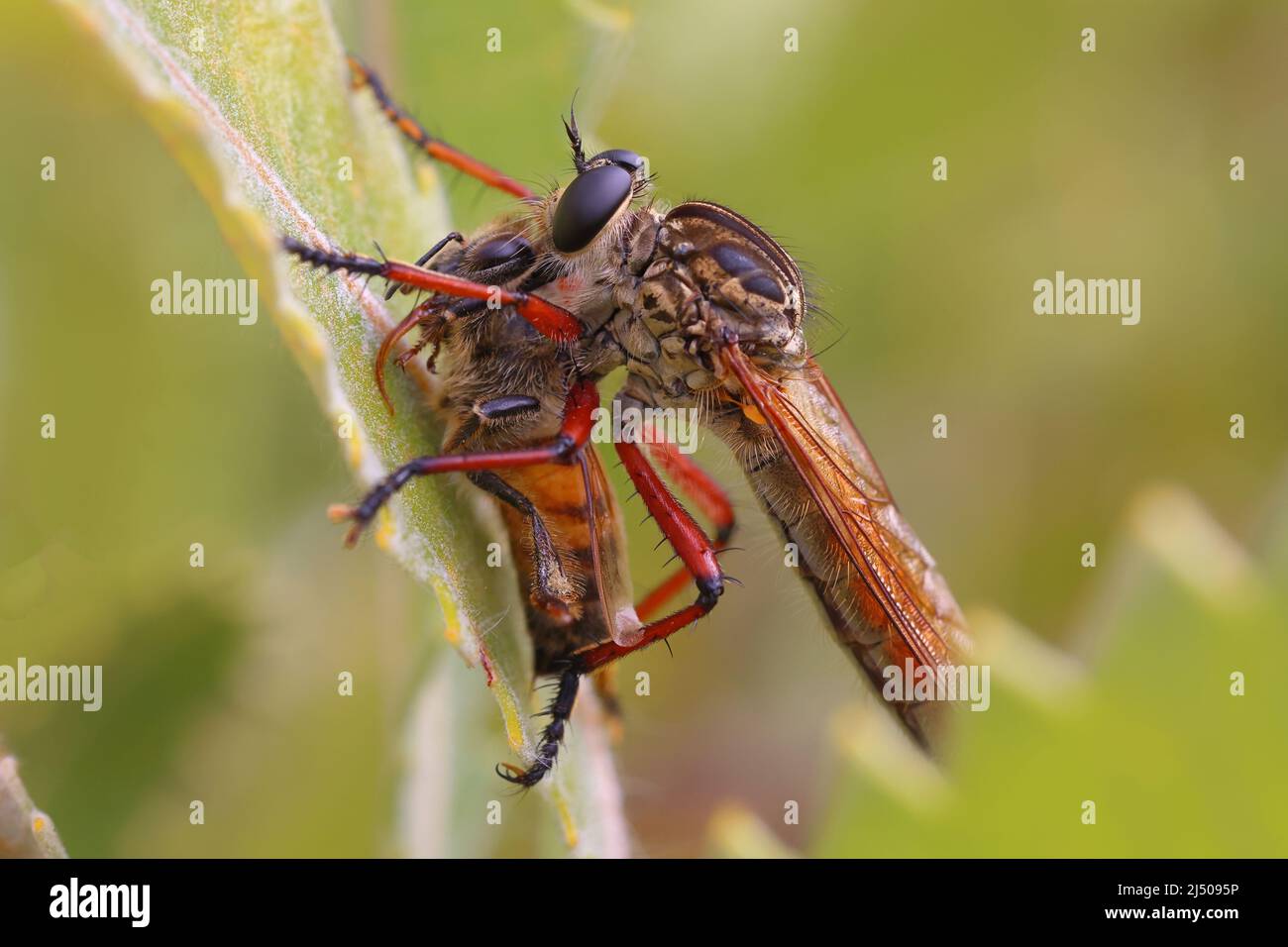 Räuber oder Assassine Fliegen Sie mit Honey Bee Prey Stockfoto