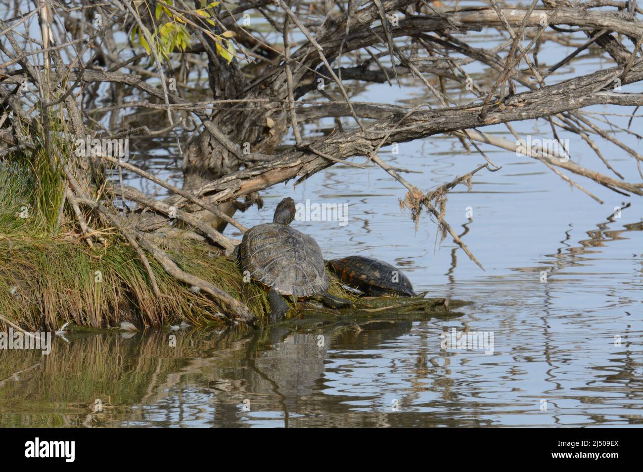 Rotohrschildkröten, die sich im Sonnenlicht auf der Seeinsel sonnen Stockfoto