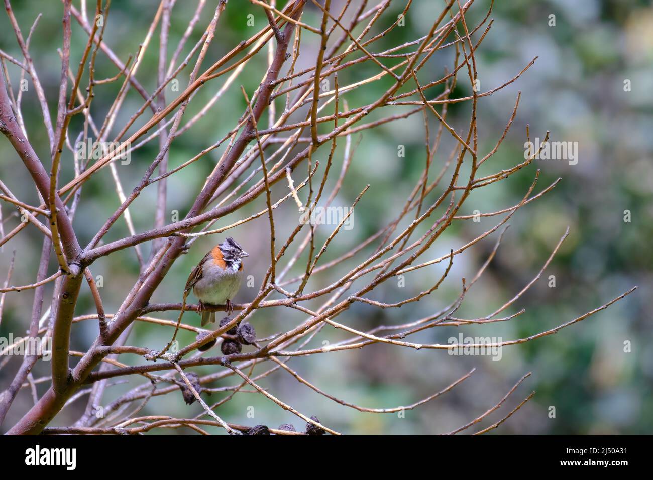 Unter Ästen thronender Rüchsenkerling (Zonotrichia capensis). Stockfoto