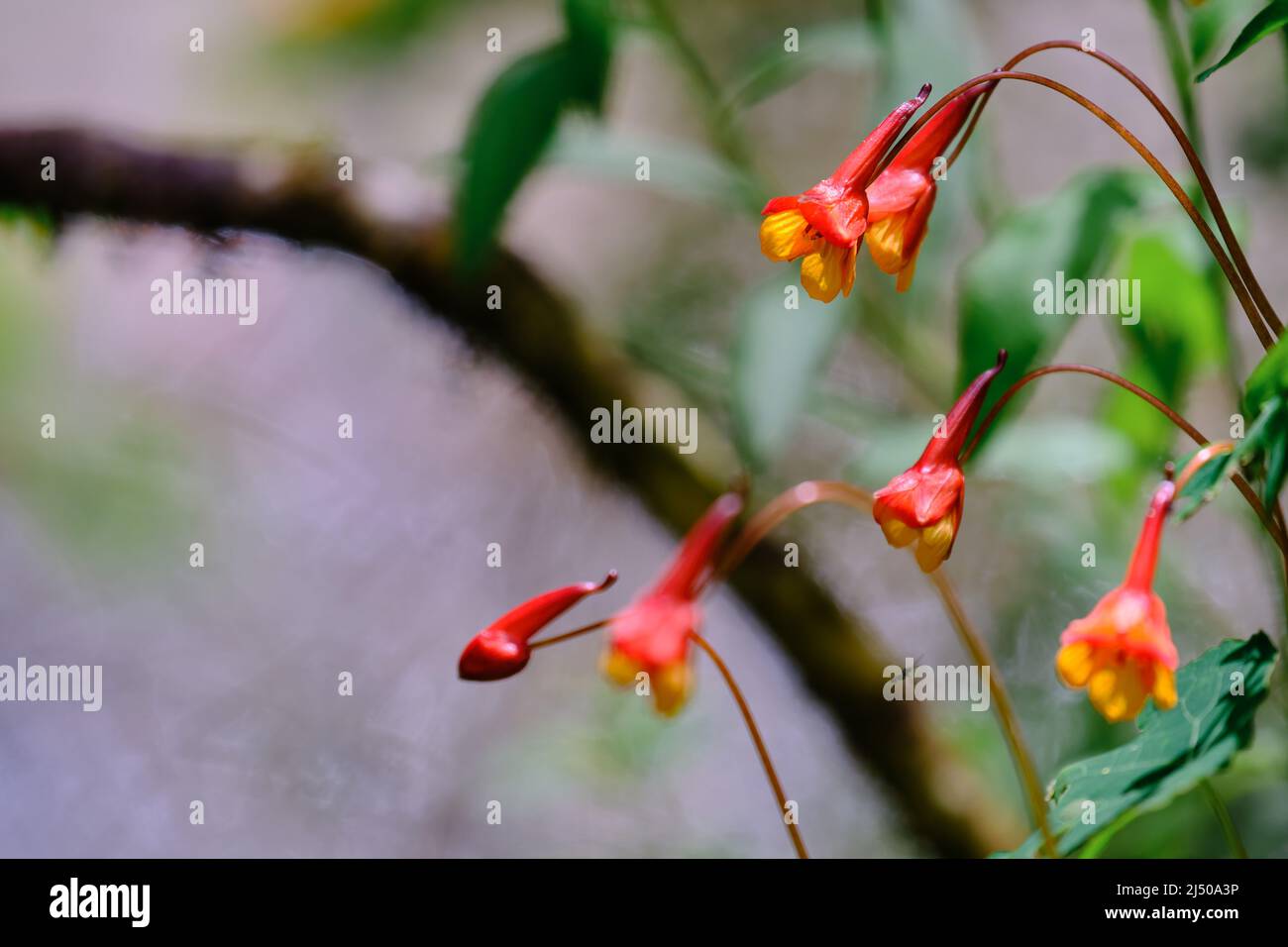 Schöne Mashua-Blüte (Tropeolum tuberosum), eine Andenbüschel von großem Nährwert. Stockfoto