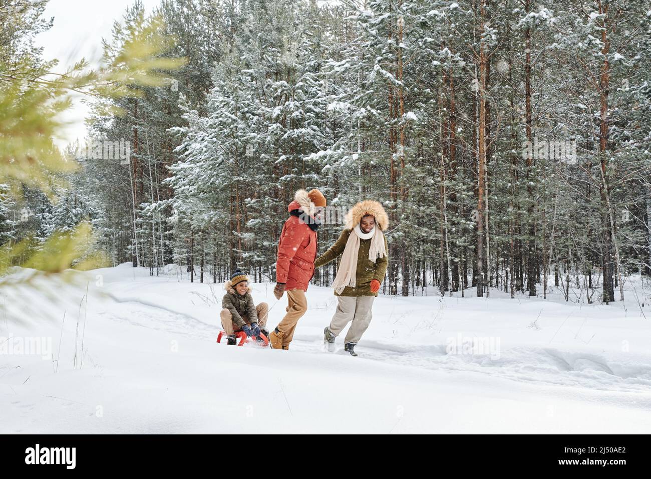 Glückliche afroamerikanische Familie von drei Rodeln im Winterwald im Winterresort oder auf dem Land zwischen immergrünen Bäumen mit Schnee bedeckt Stockfoto