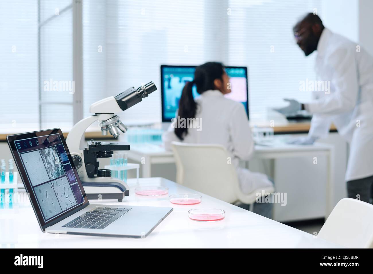 Laptop, Mikroskop und Gruppe von Petrischalen, die am Arbeitsplatz eines zeitgenössischen Forschers oder Virologen im klinischen Labor stehen Stockfoto