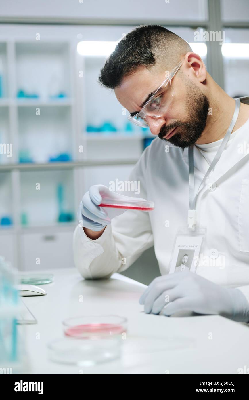 Moderner Chemiker oder Mikrobiologe mit Petrischale, der rosa Substanz am Arbeitsplatz im klinischen oder wissenschaftlichen Labor untersucht Stockfoto