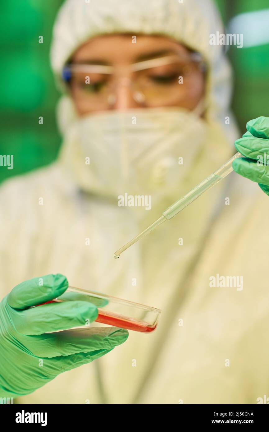 Behandeltes Handchen einer Ärztin oder Forscherin, die während der klinischen Studie flüssige Substanz in eine Petrischale mit im Labor gewachsenen Bakterien abtropft Stockfoto