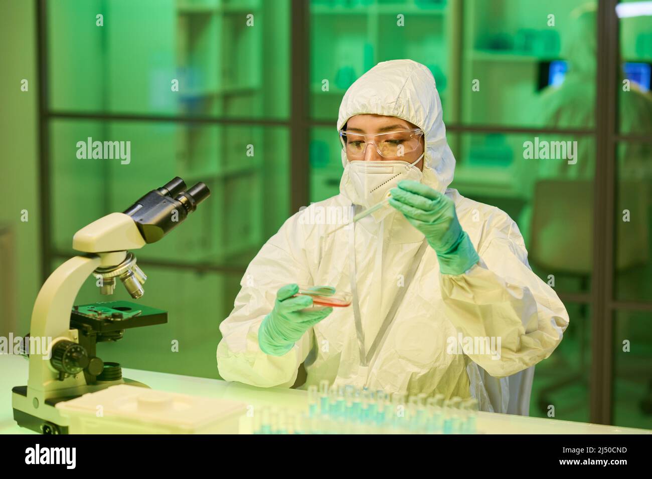 Moderne junge Laborarbeiterin oder Klinikerin, die während der wissenschaftlichen Expriment-Arbeit Flüssigkeit in Petrischale mit rosa chemischen Substanzen tropft Stockfoto