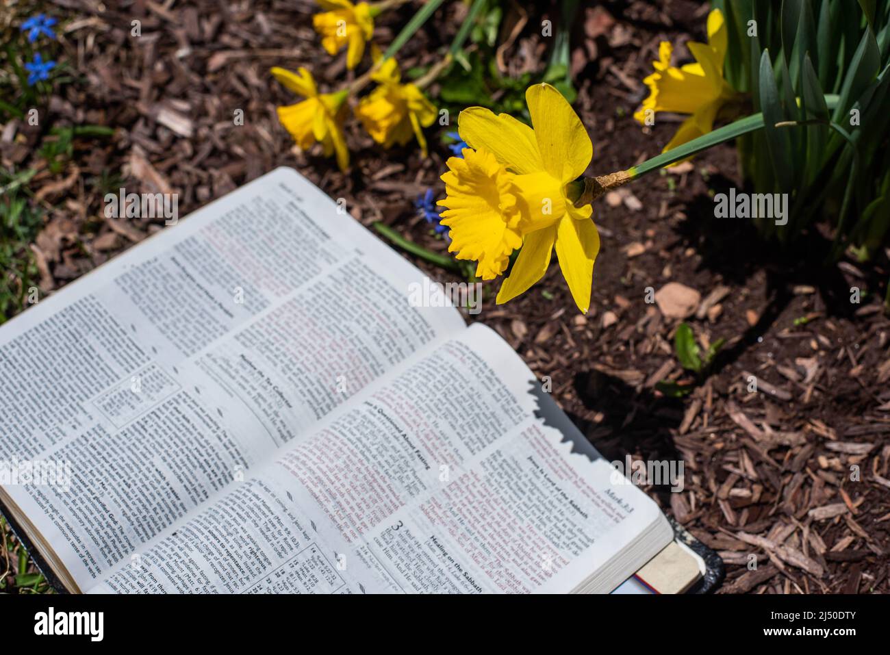 Ein Buch neben einem Haufen Narzissen an einem warmen Frühlingstag. Stockfoto