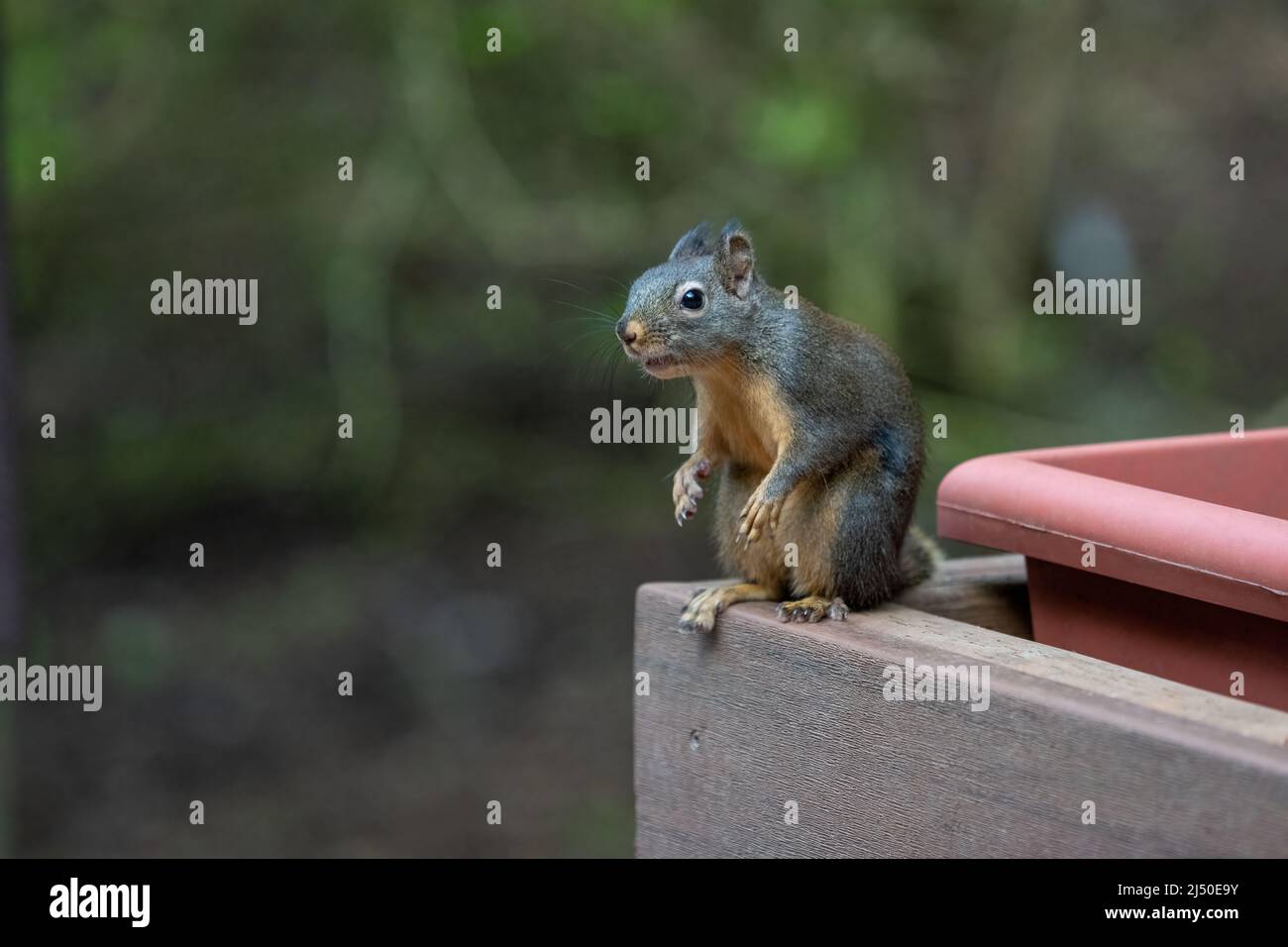 Issaquah, Washington, USA. Komisch aussehende Douglas Eichhörnchen beugte sich neben einer Floxerbox Stockfoto